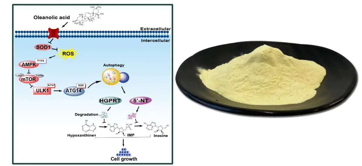 Oleanolic Acid Powder Supplier.jpg